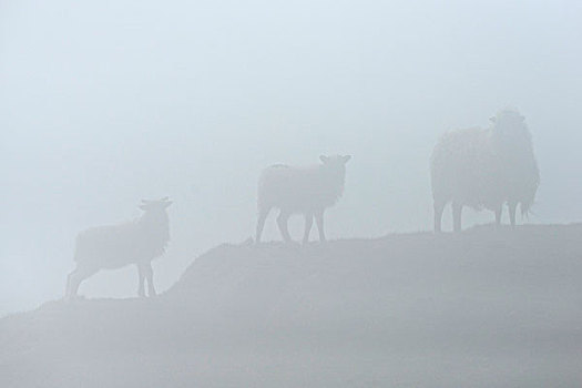 绵羊,雾,法罗群岛,丹麦,欧洲
