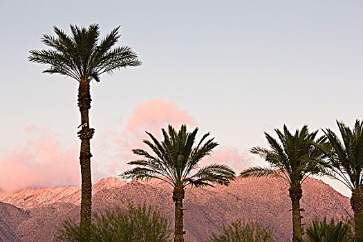 美国,加利福尼亚,安萨玻里哥沙漠州立公园,棕榈树,山,日出