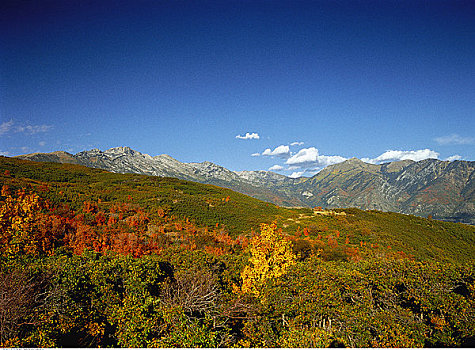 俯视,树,山峦,犹他,美国