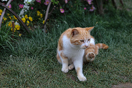 猫,动物,家畜,花猫,警觉,嬉戏,玩耍,训练,躲猫猫,宠物,饲养