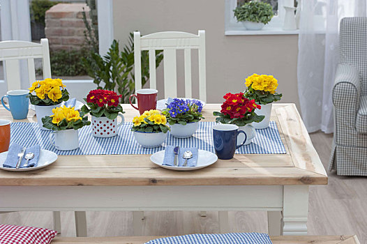 桌饰,樱草属植物,牛奶什锦早餐,碗,瓷釉,杯子
