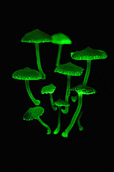 荧光,菌类,蘑菇,发光,夜晚,檀中埠廷国立公园,婆罗洲,印度尼西亚