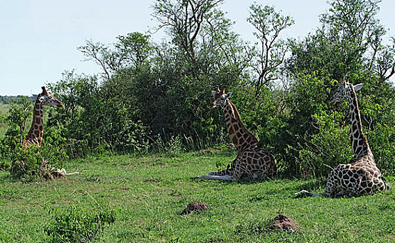 休息,长颈鹿,乌干达