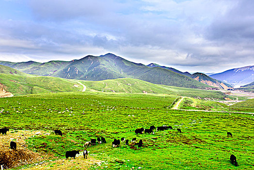 草原上吃草的牦牛与远山