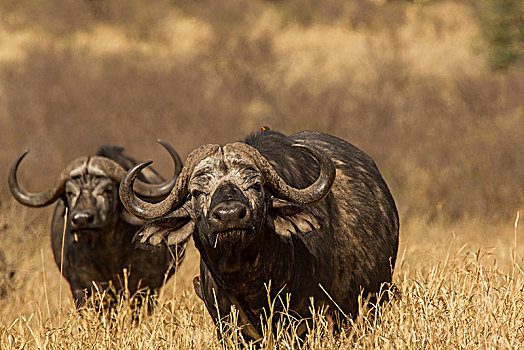 两个,水牛,非洲水牛,恩戈罗恩戈罗,坦桑尼亚,非洲
