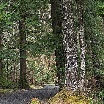 小路,树林,碧玉国家公园,艾伯塔省,加拿大