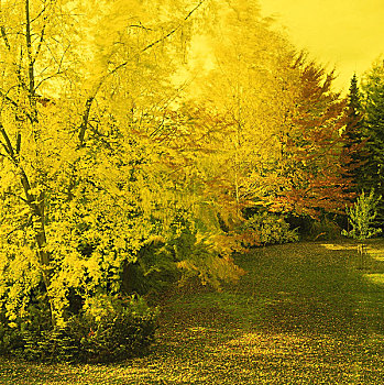 秋天,黄色,自然,植物,树,树林,林中空地,阔叶树,叶子,变色,季节,户外,无人