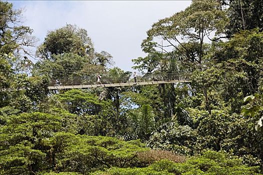 雨林,阿雷纳尔,悬挂,桥,哥斯达黎加