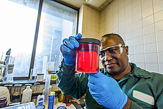 实验室人员,看,烧杯,红色,生物燃料,植物,实验室