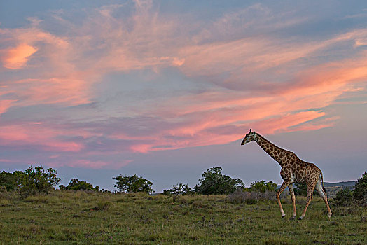 长颈鹿,日落,南非