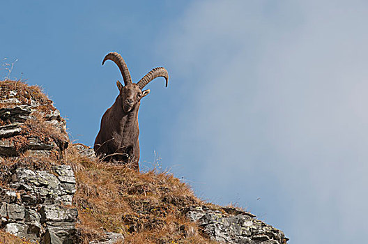 阿尔卑斯野山羊,羱羊,站立,山,斜坡,提洛尔,奥地利,欧洲