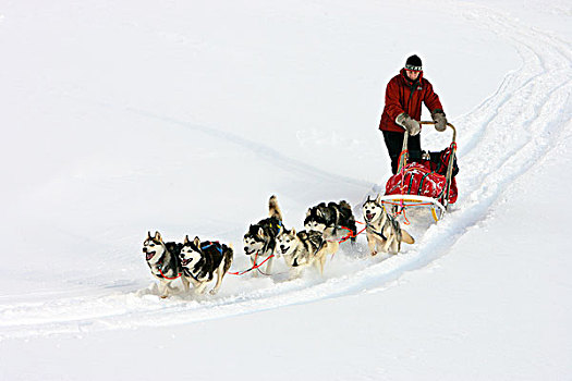 狗,团队,拉拽,雪撬,瑞典