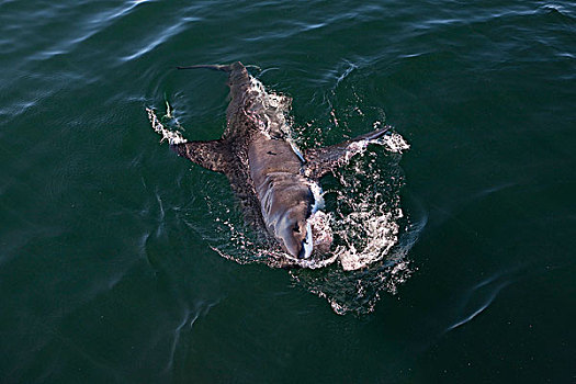 大白鲨,沙鲨属,成年,海洋,福尔斯湾,南非