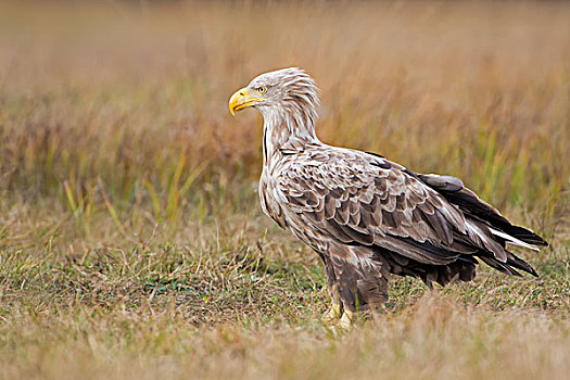 白尾鹰,成年,白色,头部,波兰,欧洲
