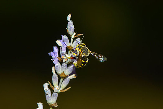 蜜蜂,植物