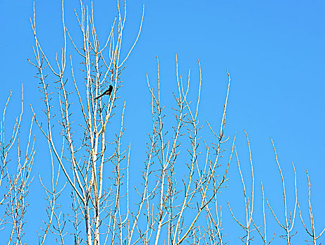 喜鹊,树枝,蓝天,白云,嫩芽