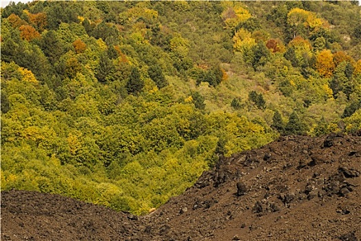 特写,火山岩,小,植被,脚,南,埃特纳火山,西西里