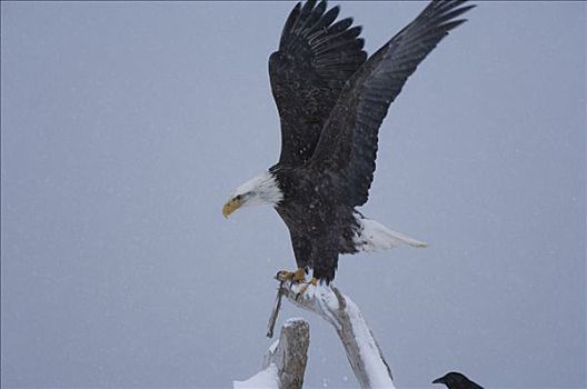 白头鹰,海雕属,雕,栖息,枝条,本垒打,阿拉斯加,美国