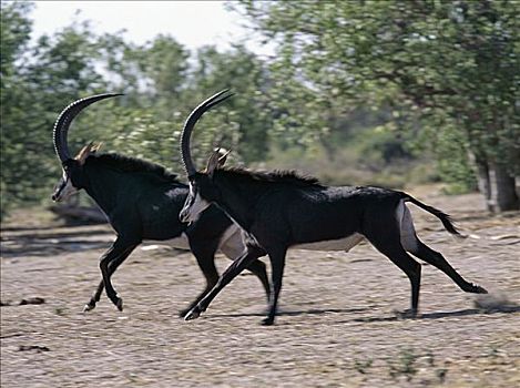 两个,雄性,跑,乔贝国家公园,外套,白色,脸,一个,漂亮,羚羊