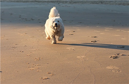 白色,梗犬,宠物,狗,跑,海滩