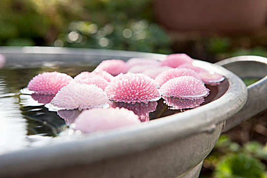 粉色,雏菊,漂浮,沐浴