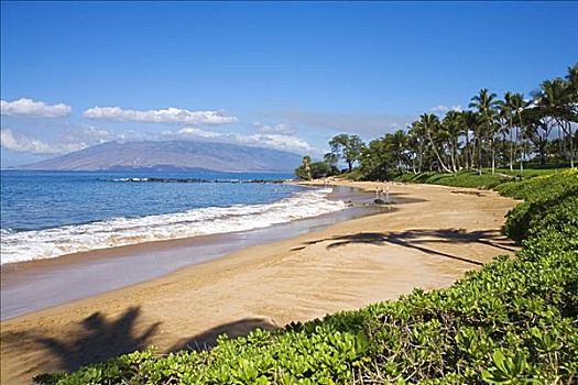 夏威夷,毛伊岛,漂亮,海滩,棕榈树,影子