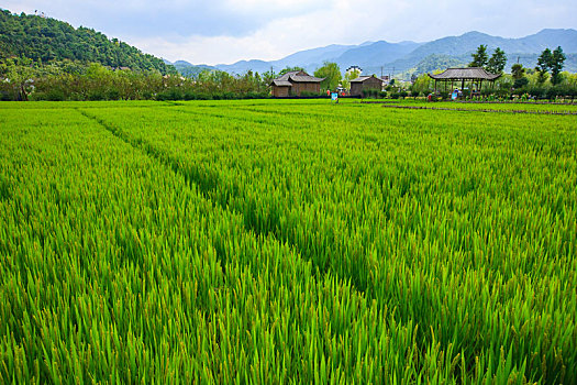 稻田,绿色,禾苗