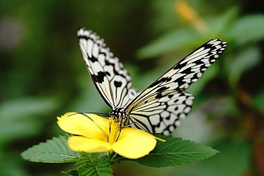 大帛斑蝶