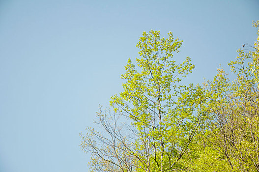蓝天背景中一棵树的树梢局部