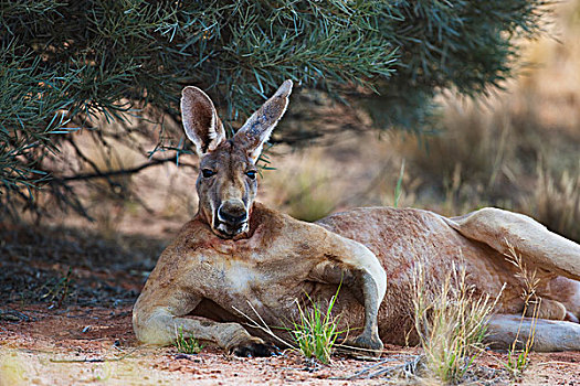 红袋鼠,国家公园,澳大利亚