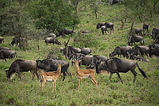 蓝角马,角马,牧群,黑斑羚,一对,恩戈罗恩戈罗,保护区,坦桑尼亚