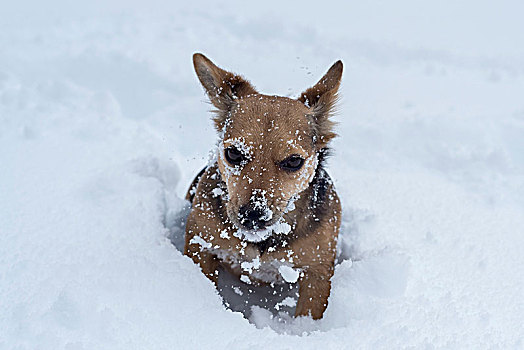 小狗,玩雪