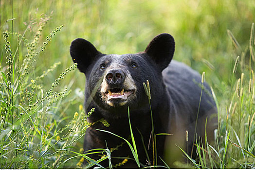 黑熊,幼兽,美国
