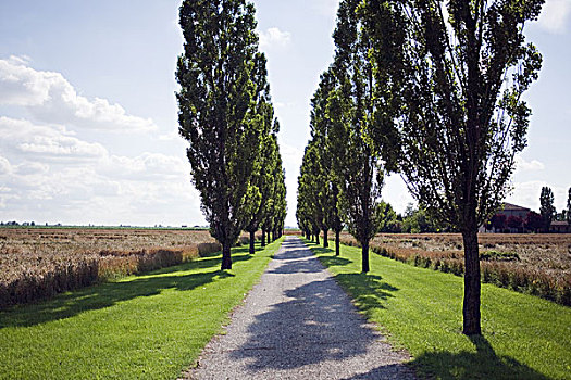 小路,晴朗,白天,白杨,影子,绿色,草,金色,地点,背景,意大利,2008年