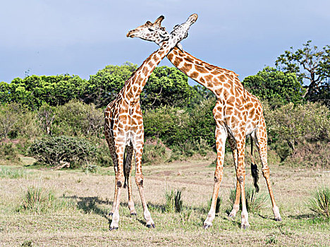 长颈鹿,马赛长颈鹿,马赛马拉野生动物园,两个,雄性动物,亲昵,展示,支配,肯尼亚,非洲,大幅,尺寸