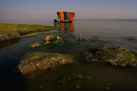 船,蒸汽,彩色,帆,木豆,红点鲑,孟加拉,一月,2008年