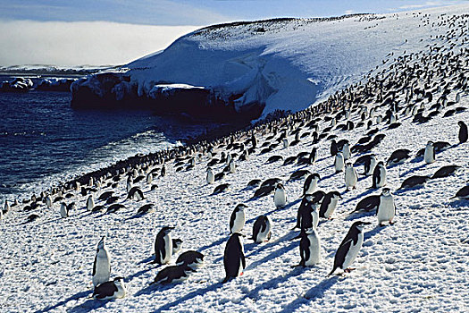 帽带企鹅,南极企鹅,岛屿,库克群岛,南极