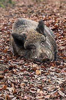 野猪,卧,秋叶,莱茵兰普法尔茨州,德国,欧洲