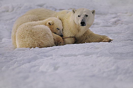 北极熊,休息,哈得逊湾,加拿大