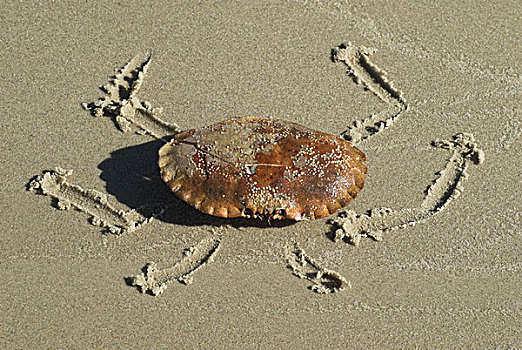 螃蟹,海滩,壳