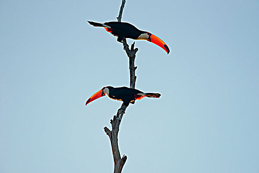 普通,巨嘴鸟,坐,枯枝,潘塔纳尔,巴西,南美