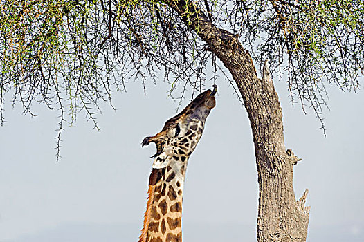 马赛长颈鹿,长颈鹿,进食,刺槐,马赛马拉国家保护区,肯尼亚,非洲
