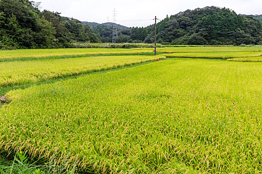 稻田