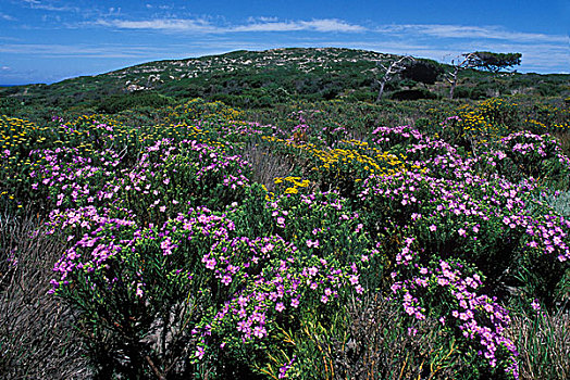 南非,桌山国家公园,野花,盛开,植被,北方,好望角