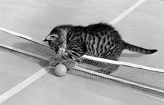 小猫,乒乓球,球,70年代,精准,地点,未知,奥地利,欧洲