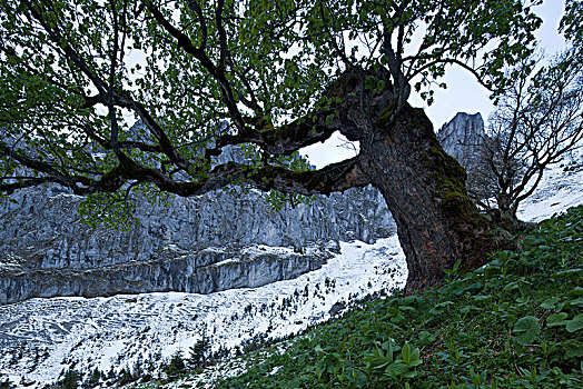 枫树,阿尔卑斯山,巴伐利亚,德国