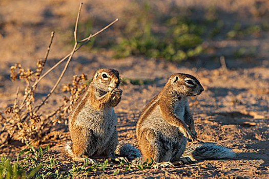 地松鼠,南非地松鼠,卡拉哈迪大羚羊国家公园,北开普,南非,非洲