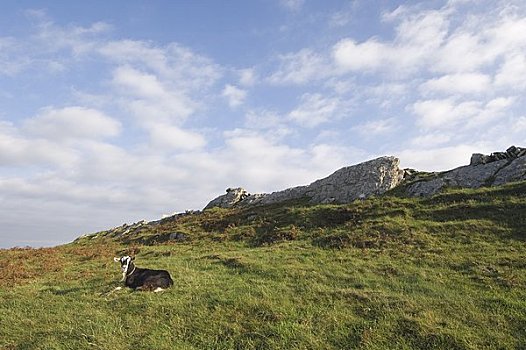 石山羊,山坡,清晰,岛屿,科克郡,爱尔兰