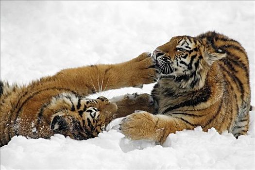 西伯利亚,虎,东北虎,玩,雪中