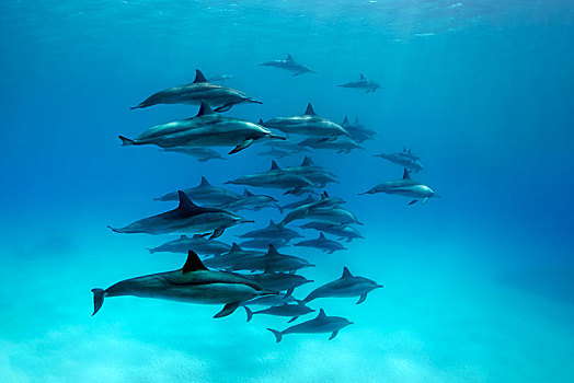 成群,海豚,飞旋海豚,长吻原海豚,游动,泻湖,大堡礁,太平洋,澳大利亚,大洋洲